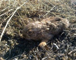 В пожарах на Полтавщине гибнут ежи, зайцы, лисицы