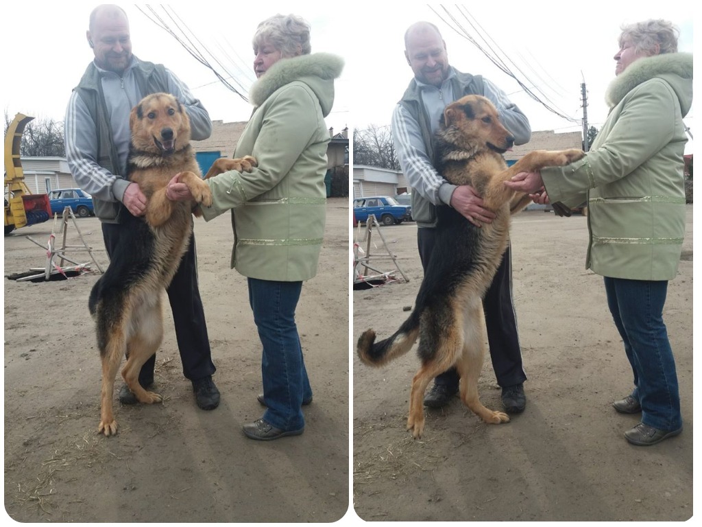 В Кременчуге танцующий пес нашел семью (фото)