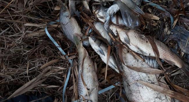 Тонну мертвой рыбы достали из полтавской реки