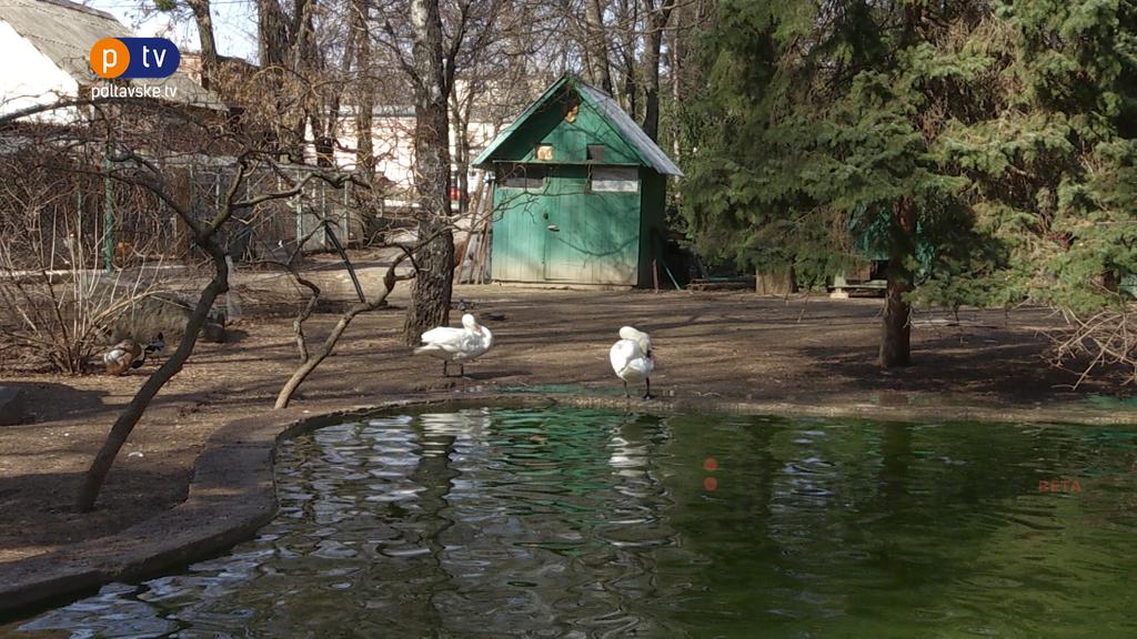 Пернатая лавстори: в Полтаве травмированный лебедь нашел себе пару