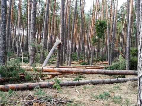 На Полтавщине ураганный ветер устроил бурелом: повреждено 140 гектаров леса