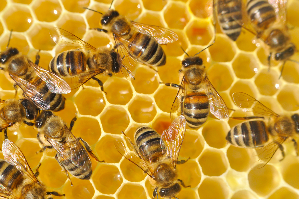 В Кременчуге появится домик на колесах, где будут лечить пчелами