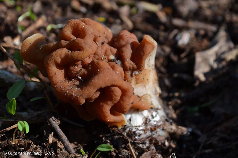 На Полтавщине нашли удивительный гриб, похожий на мозг (фото)