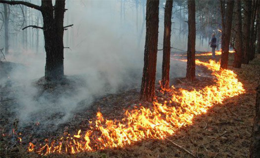 На Полтавщине случился лесной пожар