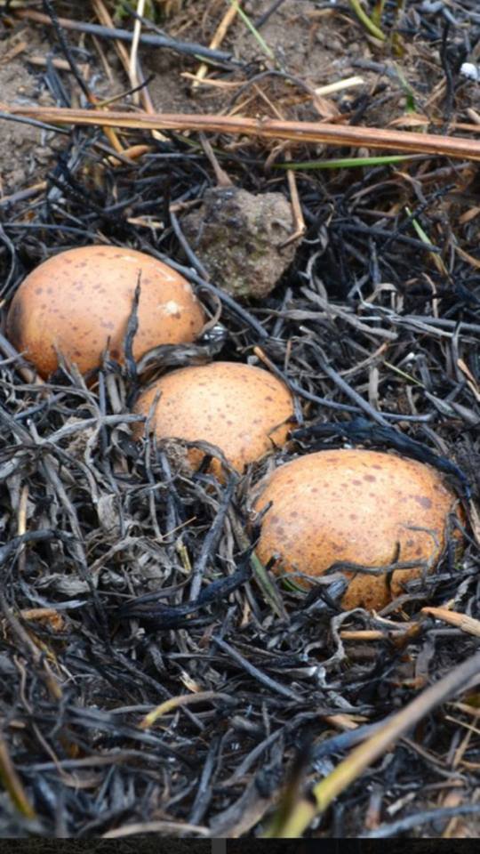 Под Полтавой в пожаре сухой травы погибли птенцы: яйца "испеклись" (фото)