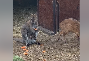 Кременчугский кенгуренок показал лапки и хвостик из сумки мамы (видео)