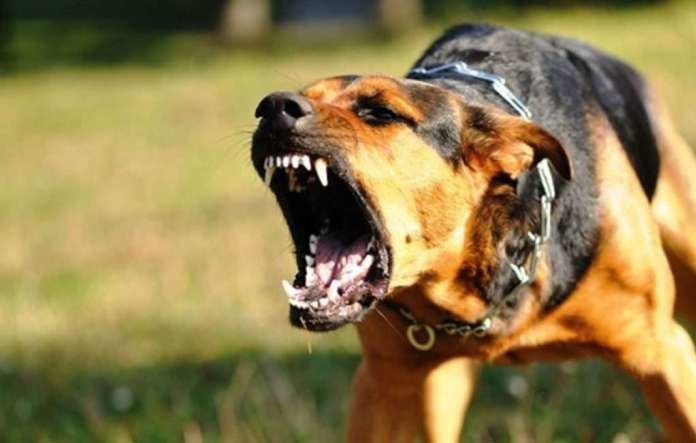 Кременчужане жалуются на агрессивную собаку