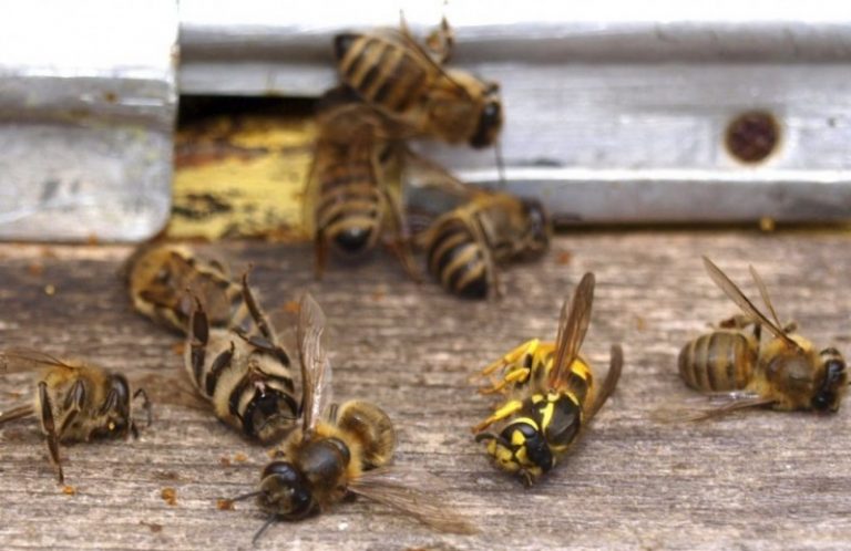 На Полтавщине стремятся предупредить гибель пчел