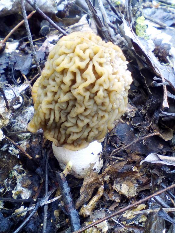 Необычные грибы фото