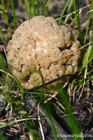 На Полтавщине нашли необычный гриб (фото)