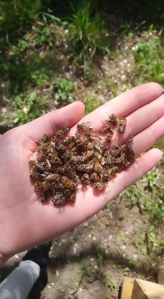 Под Полтавой гибнут пчелы (фото)