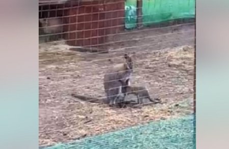 В Кременчуге кенгуренок вылез из сумки матери (фото)