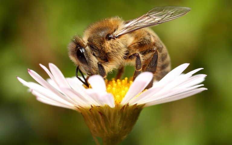 На Полтавщине - массовая гибель пчел