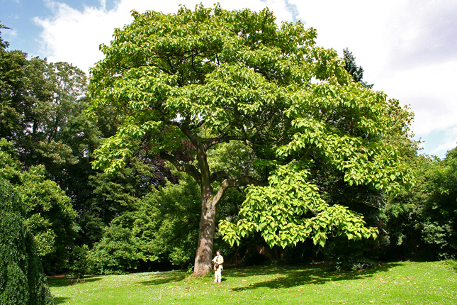 В Полтаве посадили деревья, которые могут вырасти до 40 метров