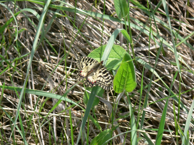 На Полтавщине замечена редкая бабочка (фото)