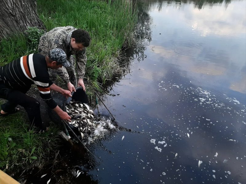 В реку Голтва выпустили больше тонны мальков толстолобика и белого амура
