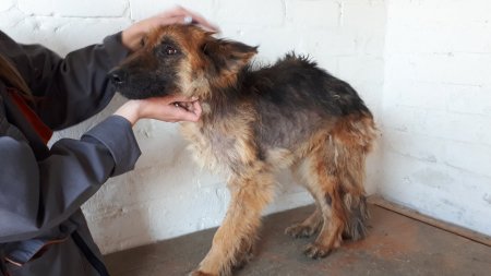 В Кременчуге нашли измученного щенка немецкой овчарки (фото)