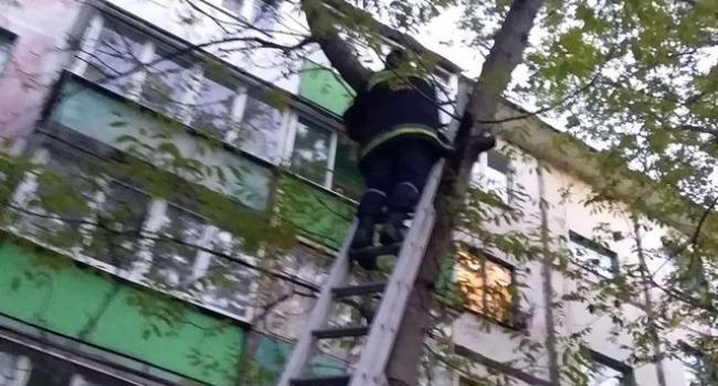 В Кременчуге спасали кота, который двое суток просидел на дереве