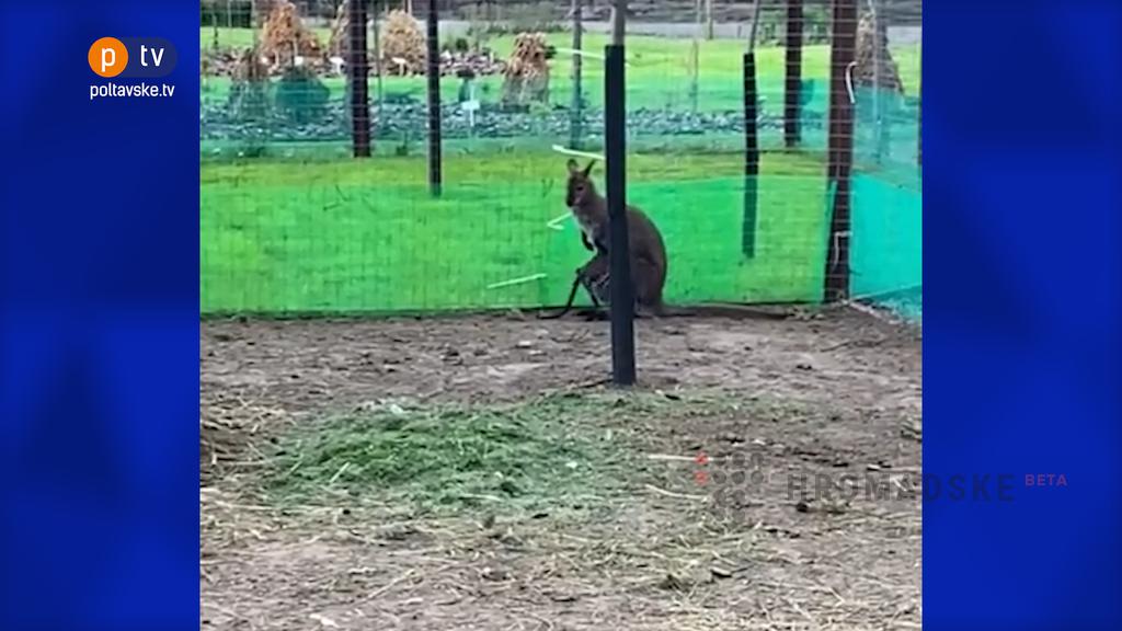 В Кременчуге кенгуренок покинул сумку мамы (видео)