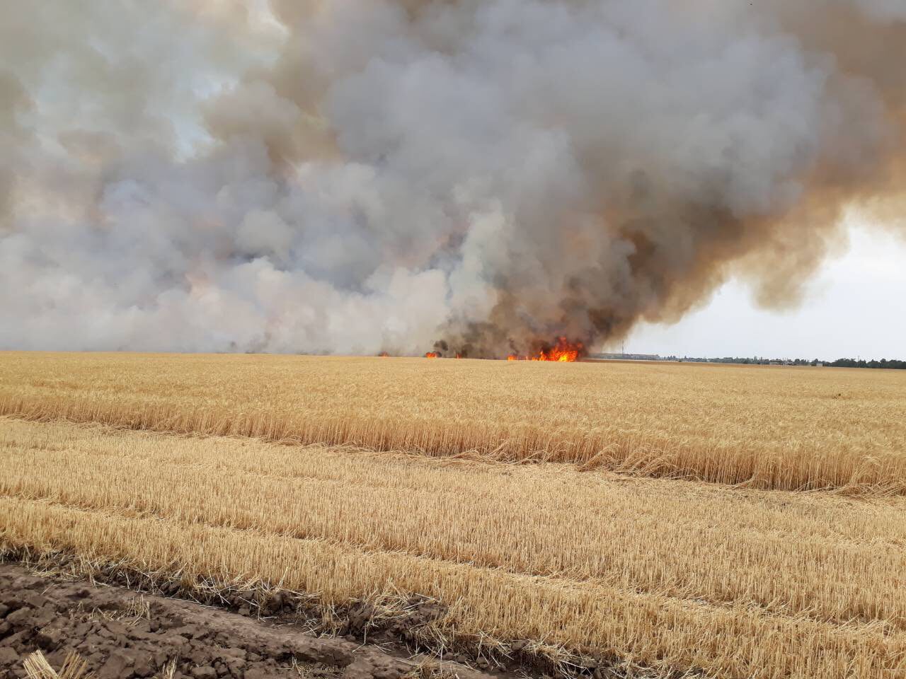 Пожар на поле под Полтавой: сгорело 36 тонн сена