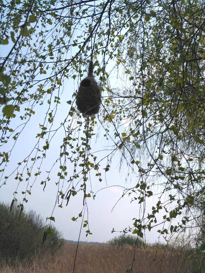 На Полтавщине сфотографировали необычное гнездо (фото)