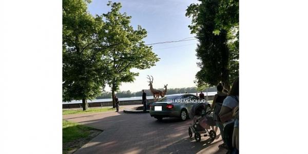 В Кременчуге водитель ехал прямо по дорожкам парка (фото)