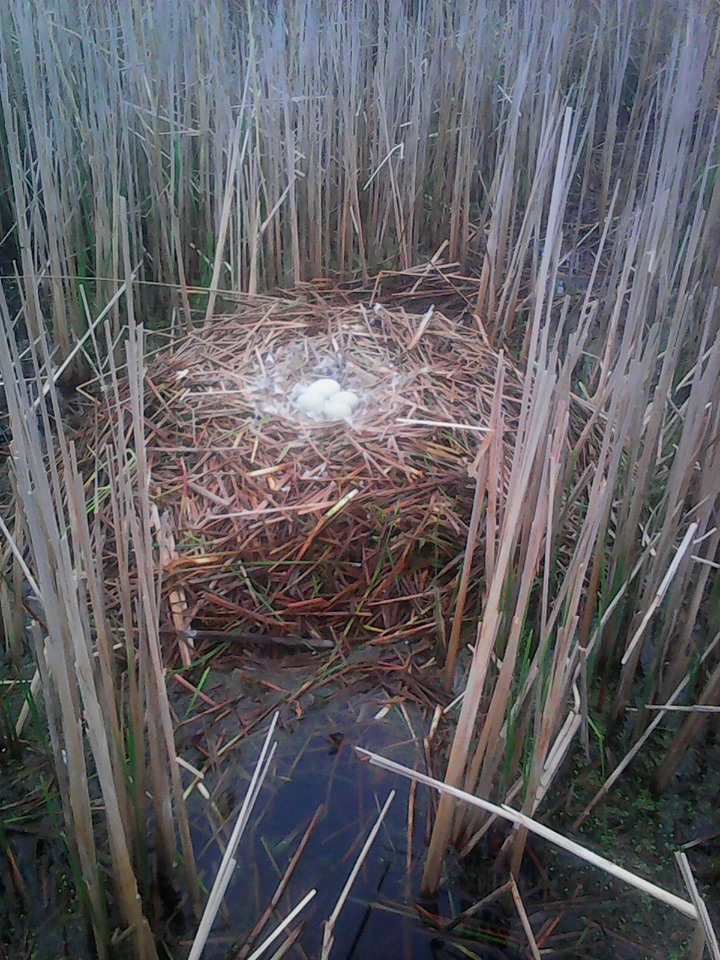На Полтавщине засняли огромное гнездо лебедя - "плавучую платформу" (фото)