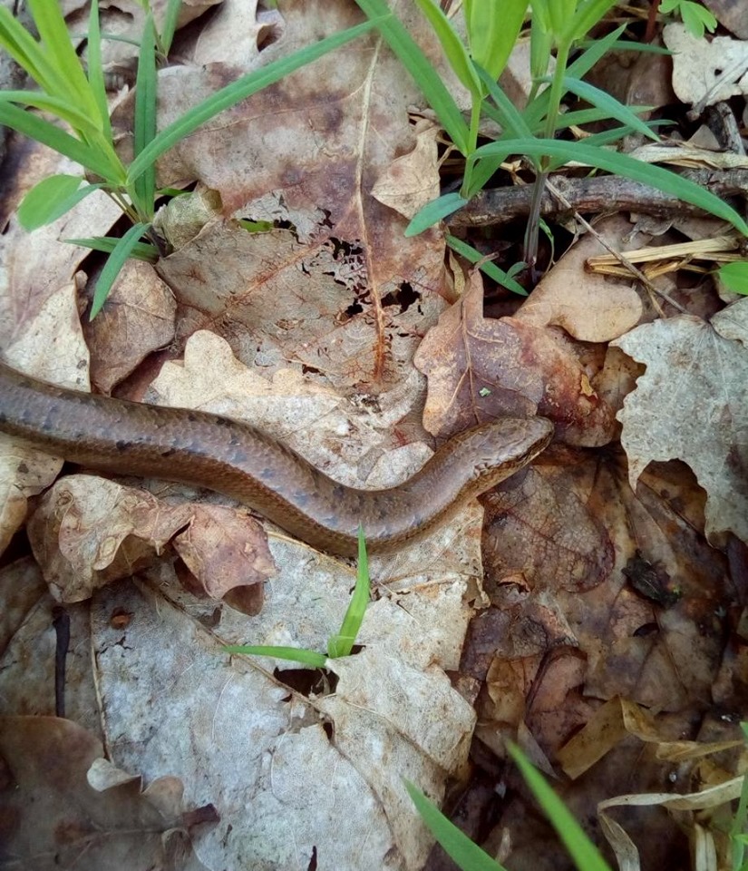 На Полтавщине замечена необычная ящерица, похожая на змею (фото)