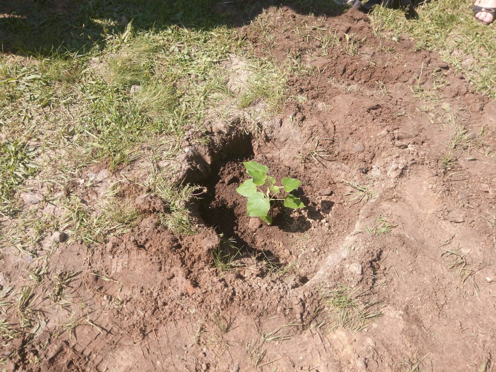 Под Полтавой посадили "дерево-нефтяную скважину" (фото)