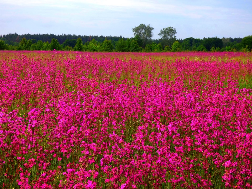 На Полтавщине сфотографировали огромные розовые поля (фото)