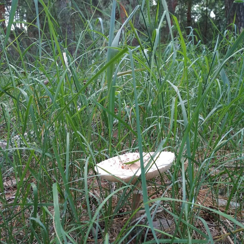 На Полтавщине нашли огромный гриб (фото)