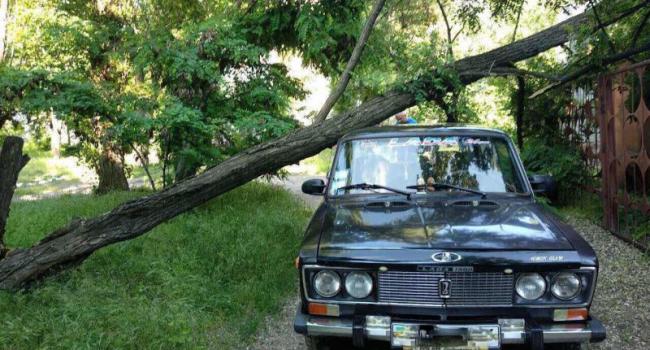 В Кременчуге дерево рухнуло на автомобиль (фото)