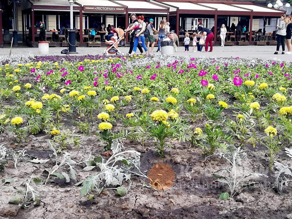 На Театральной площади в Полтаве цветы будет защищать сетка