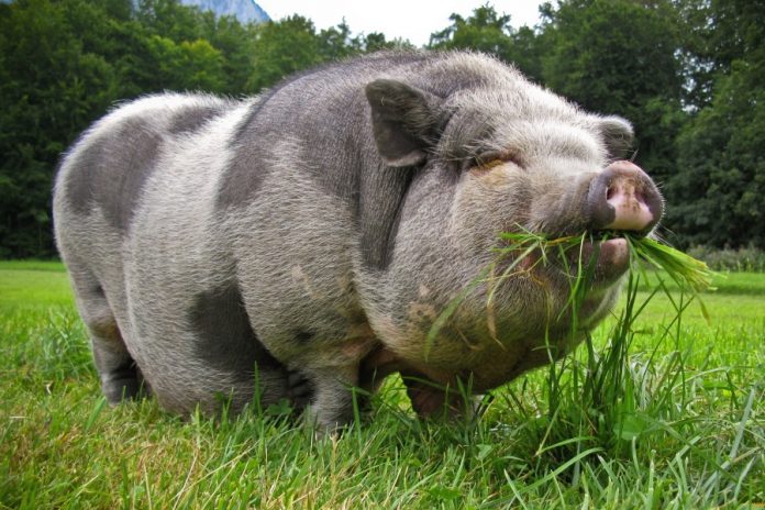 На Полтавщине хотят восстановить уникальную породу свиней