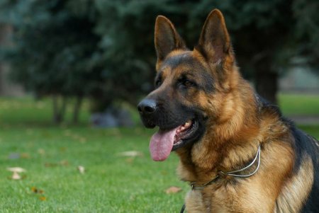 Нападение собаки в Кременчуге: хозяин пса заплатит 50 гривен штрафа