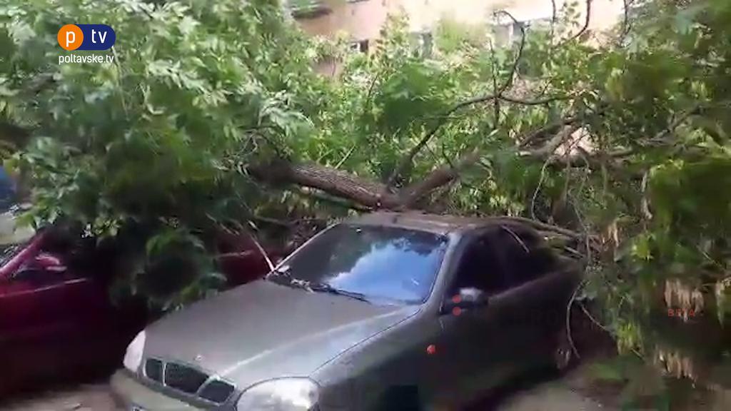 В Полтаве дерево упало на автомобили (фото)