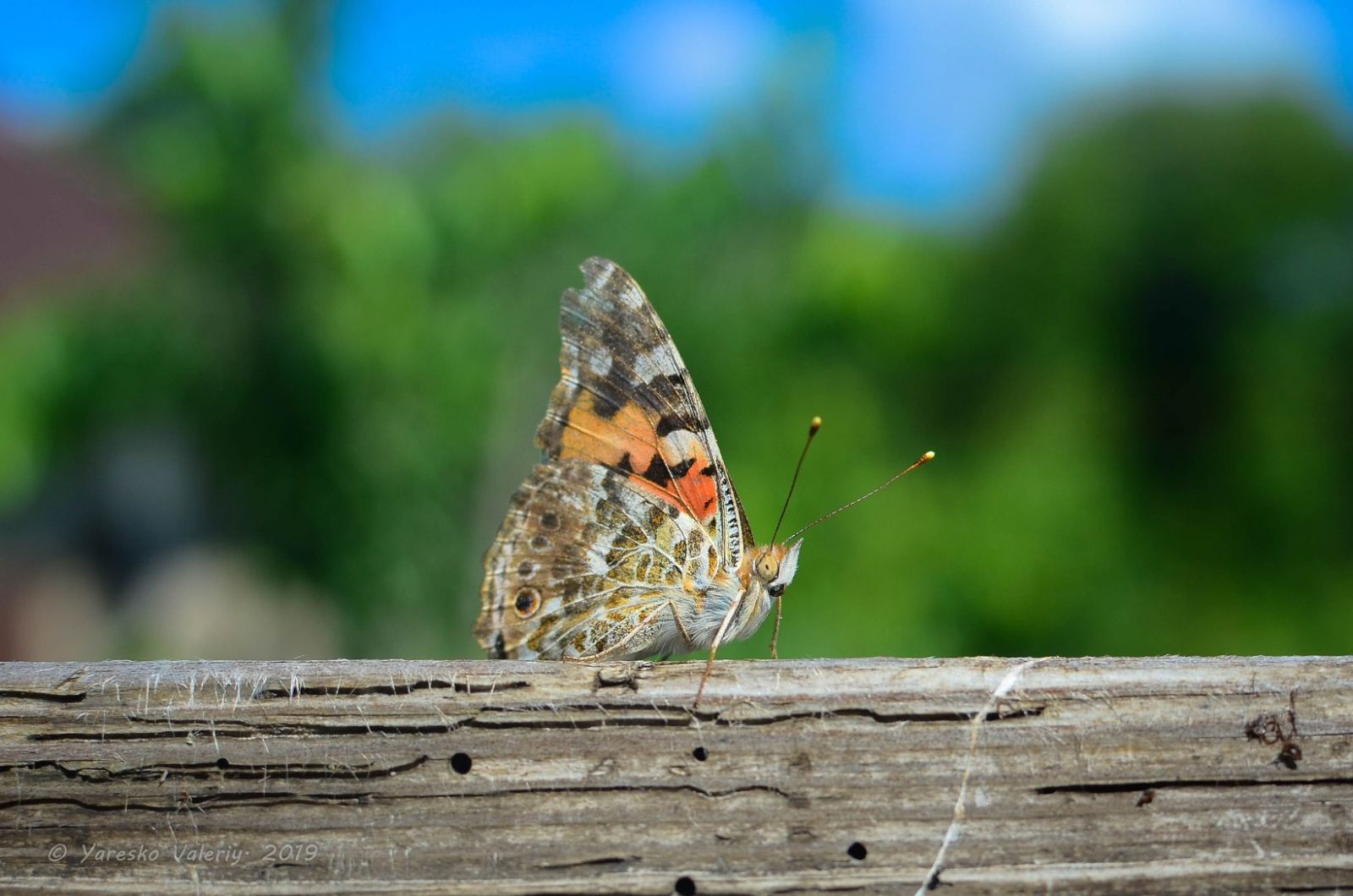 Под Полтавой - нашествие бабочек (фото)