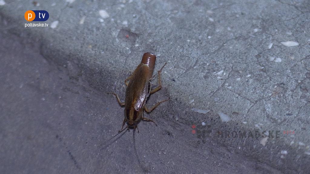 Вонь и тараканы: в Полтаве жители многоэтажки жалуются на соседку (видео)