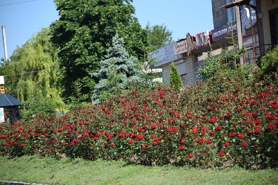 "Цветочный поселок": Новые Санжары утопают в розах (фото)