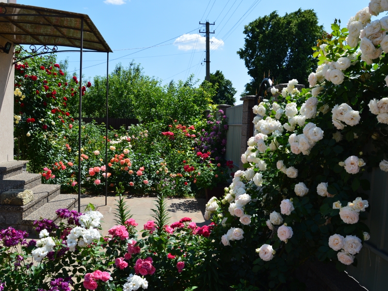 В Хороле есть двор, где растет больше 200 сортов роз (фото)