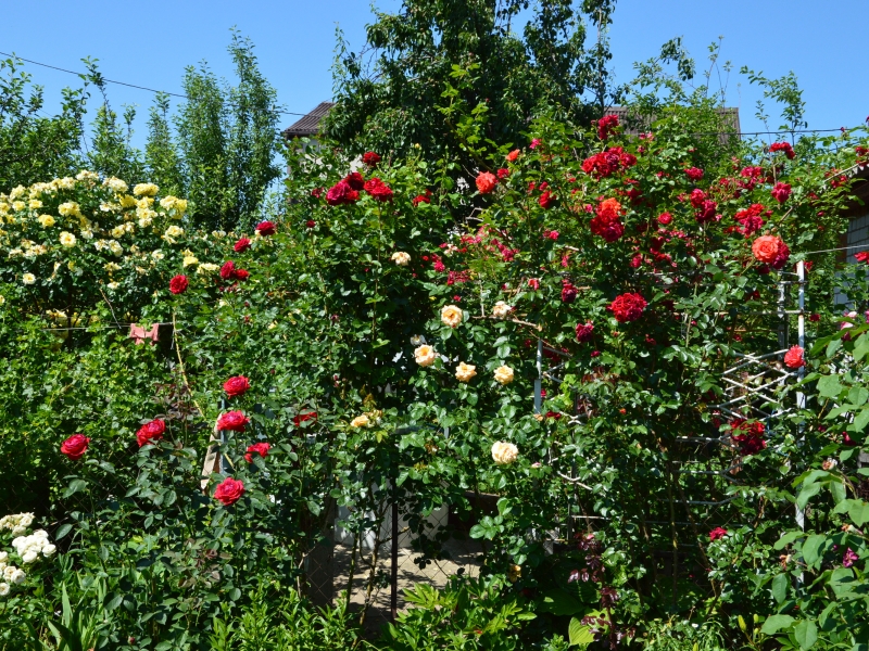 хорол, розы, двор в розах фото