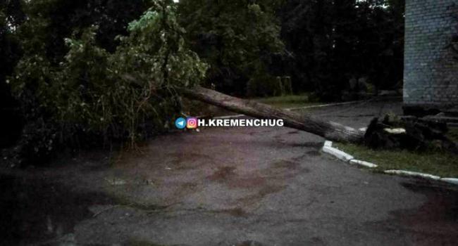 В Кременчуге рухнуло дерево (фото)