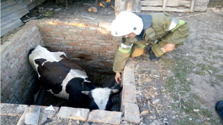 Под Полтавой корова провалилась в двухметровую яму (фото)