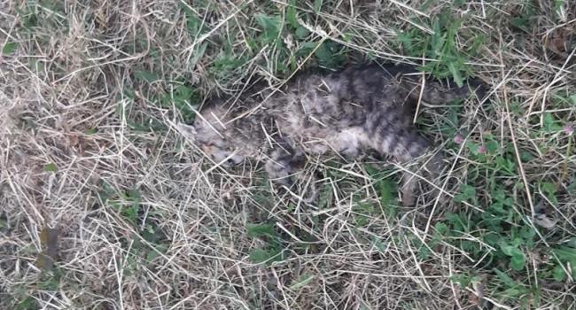 В Полтаве убили кота