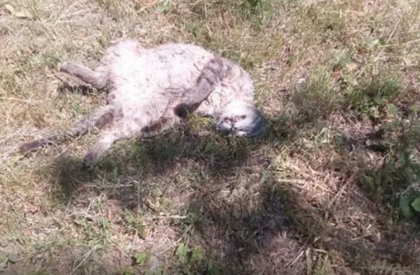 В Полтаве убивают котов - волонтеры