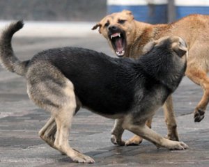 Село под Полтавой терроризируют бродячие собаки