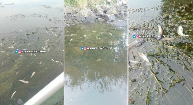 В Кременчуге массово гибнет рыба в Днепре (фото)