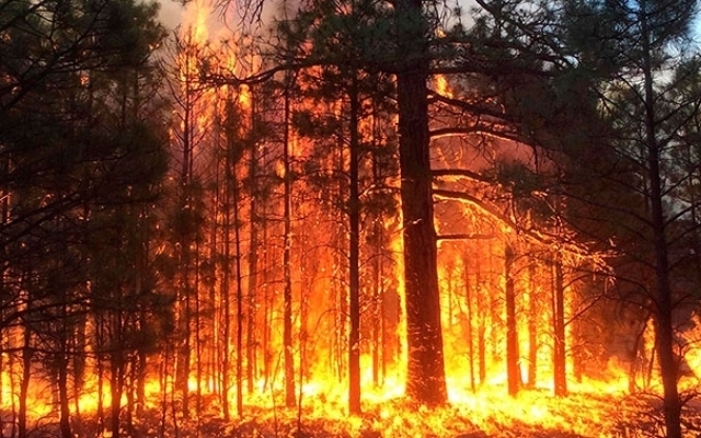 В Горишних Плавнях в трех местах горел лес