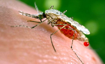 На Полтавщине - случай малярии
