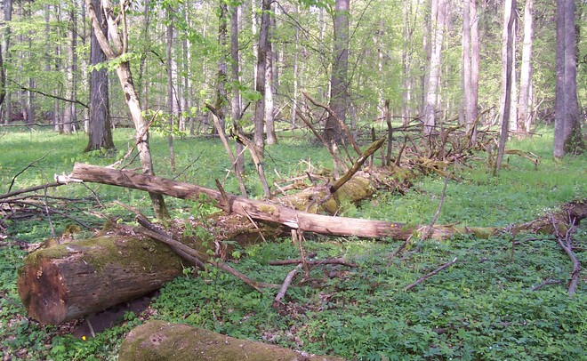 На Полтавщине повалило около 50 деревьев